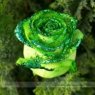 Fresh Green Golden Rose Flower Seeds 50 Seeds/Pack Light Fragrant Flower