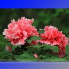 Fresh Rose Red Peony Shao Nv Hong Flower Tree Seeds 5 Seeds / Pack Flower