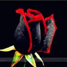 Fresh Super Black Rose with Red Edge Seeds 50 Seeds / Pack Rose Flower