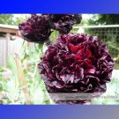 Fresh Red Black Peony Flower Seeds 5 Seeds / Pack Heirloom Luo Yang China Peony