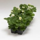 Fresh Loran F1 Strawberry Seeds 100 Seeds / Pack Big Fruit on Compact