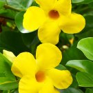 Fresh Mandevilla Sanderi Yellow Seeds