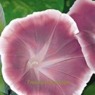 Fresh 1 Professional Pack 20 seeds / pack Morning Glory Chocolate color Huge Flower