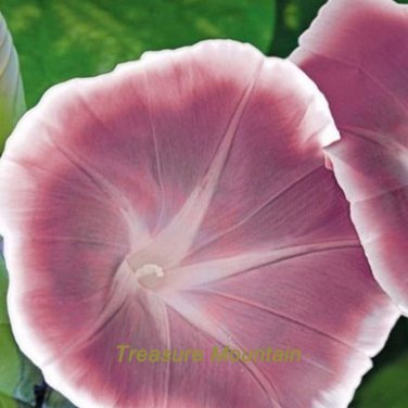 Fresh 1 Professional Pack 20 seeds / pack Morning Glory Chocolate color Huge Flower