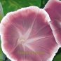 Fresh 1 Professional Pack 20 seeds / pack Morning Glory Chocolate color Huge Flower