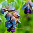 Fresh 1 Professional Pack 10 seeds / pack Blue Shrimp Cerinthe Major showy Flowers