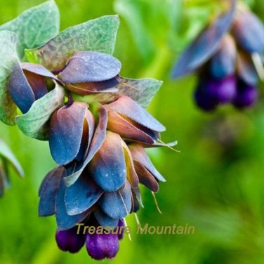 Fresh 1 Professional Pack 10 seeds / pack Blue Shrimp Cerinthe Major showy Flowers