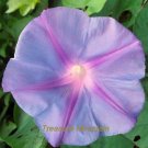 Fresh 1 Professional Pack 50 seeds / pack Purple Morning Glory Seeds Ipomoea Nil