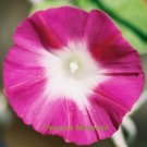 Fresh 50 seeds / pack Red Morning Glory Seeds Ipomoea purpurea Scarlet O Hara
