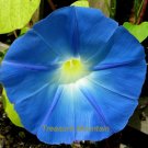 Fresh 50 seeds / pack Dark Blue Morning Glory Seeds Ipomoea Tricolor Heavenly Blue