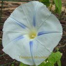Fresh 50 seeds / pack Light Blue Morning Glory Seeds Ipomoea Tricolor Blue Star