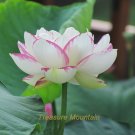 Fresh 1 Seeds / pack Shalina White Lotus Flower Water Lily Flower Aquatic