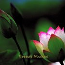 Fresh 1 Seeds / pack Helena Rubinstein Red Lotus Flower Water Lily Flower Aquatic