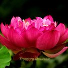 Fresh 1 Seeds / pack Empress Wu Red Lotus Flower Water Lily Flower Aquatic