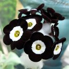 Fresh Evening Primrose Black White with yellow Eye Seeds