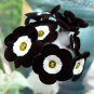 Fresh Evening Primrose Black White with yellow Eye Seeds