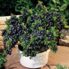Fresh 1 Professional pack 50 seeds / pack Blueberry Bush Seeds Vaccinium Corymbosum