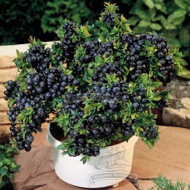 Fresh 1 Professional pack 50 seeds / pack Blueberry Bush Seeds Vaccinium Corymbosum