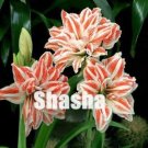 Fresh 100PCS Amaryllis Seed Not Bulbs White Light Red Stripes Double Flowers