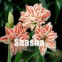 Fresh 100PCS Amaryllis Seed Not Bulbs White Light Red Stripes Double Flowers