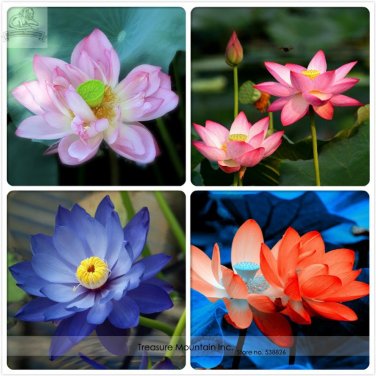 Fresh Mixed Pink Rose Red Blue Orange Lotus Nelumbo Nucifera Flower 5 Seeds