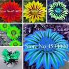 Fresh Gazania Mixed Seeds