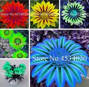 Fresh Gazania Mixed Seeds