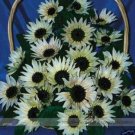 Fresh Moonshadow White Sunflower Seed 15 Seeds