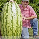 Fresh Giant Watermelon Iwanaga Giant F1 Seeds 10 Seeds Japan Cultivar Melon Seeds