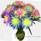 Fresh the st Rainbow Chrysanthemum Flower Seeds Professional Pack 100 Seeds / Pack