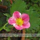 Fresh Toscana F1 Fleurostar Strawberry 100 seeds Large
