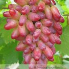 Fresh 1 Professional Pack 100 seeds / pack Manicure Finger Grape Seed Seedling
