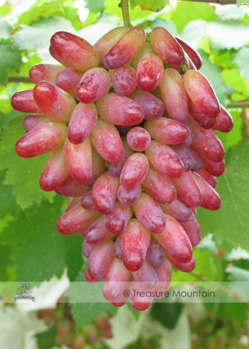 Fresh 1 Professional Pack 100 seeds / pack Manicure Finger Grape Seed Seedling