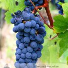 Fresh 100 seeds / pack Cabernet Sauvignon Grape Seed Hardy Seedling