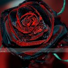Fresh 1 Professional Pack 50 seeds / pack Red Black Rose Seedling Seed
