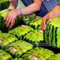 Fresh 20 seeds / pack Square Water Melon Seed Red Sweet Juicy Watermelon Seed