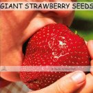 Fresh 100 Seeds Super Giant Strawberry Fruit Seed Apple Sized True Variety NOT fake