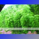 Fresh approx 35 Seeds/Pack Moso Bamboo Seeds Phyllostachys Pubescens Giant Mao Bamboo