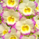 Fresh Narcissus Flower Colorful Seeds