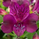 Fresh Alstroemeria inticancha Purple Passion Collection Seeds