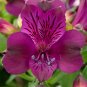 Fresh Alstroemeria inticancha Purple Passion Collection Seeds