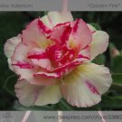 Fresh 2 seeds / pack Variegated Adenium Obesum Golden Pink Desert Rose Flowers Seeds