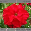 Fresh 2 seeds / pack Variegated Adenium Obesum Red Dragon Desert Rose Flowers Seeds