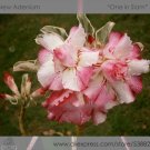 Fresh 2 seeds / pack Rosy Adenium Obesum One in Siam Desert Rose Flowers Seeds