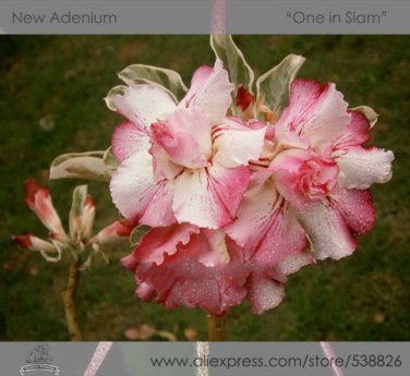 Fresh 2 seeds / pack Rosy Adenium Obesum One in Siam Desert Rose Flowers Seeds