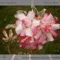 Fresh 2 seeds / pack Rosy Adenium Obesum One in Siam Desert Rose Flowers Seeds