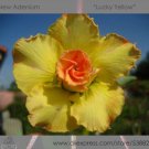 Fresh 2 seeds / pack Rosy Adenium Obesum Lucky Yellow Desert Rose Flowers Seeds