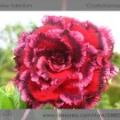 Fresh 2 seeds / pack Rosy Adenium Obesum 7th Heaven Desert Rose Flowers Seeds