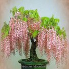 Fresh 100 seeds / pack Pink Chinese Wisteria Seeds Top Quality Seeds
