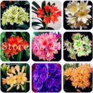 Fresh Clivia Seeds Mixed 9 Types